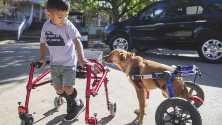 This image released by CBS All Access shows Ace Ruelas-Jimenez, left, with dog Frances in a scene from the episode &quot;A Discount Service Dog&quot; on the new original docuseries &quot;That Animal Rescue Show,&quot; launching on Thursday, Oct. 29.