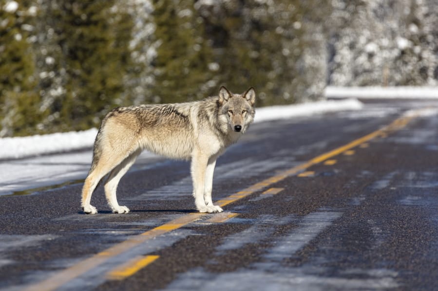 This Nov. 7, 2017, photo released by the National Park Service shows a wolf in the road near Artist Paintpots in Yellowstone National Park, Wyo. Wolves have repopulated the mountains and forests of the American West with remarkable speed since their reintroduction 25 years ago, expanding to more than 300 packs in six states. (Jacob W.