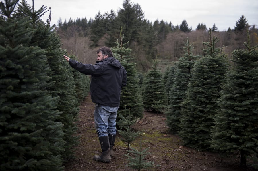Christmas tree farms stand tall in Clark County - The Columbian