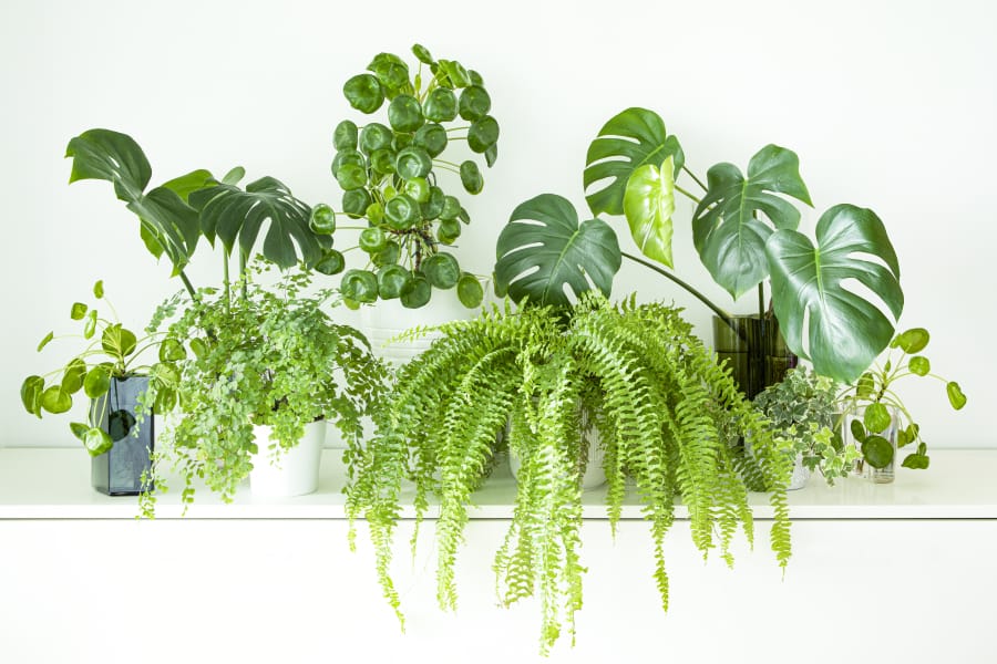Popular house indoor plants monstera, pilea peperomioides, boston fern, maiden fern, english ivy will all thrive in humid bathroom.