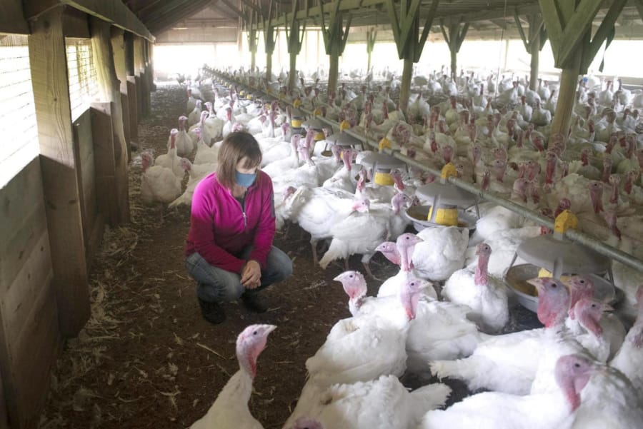 Beverly Pounds, office manager of Pounds Family Turkey Farm, is with a flock of broadbreasted white turkeys.