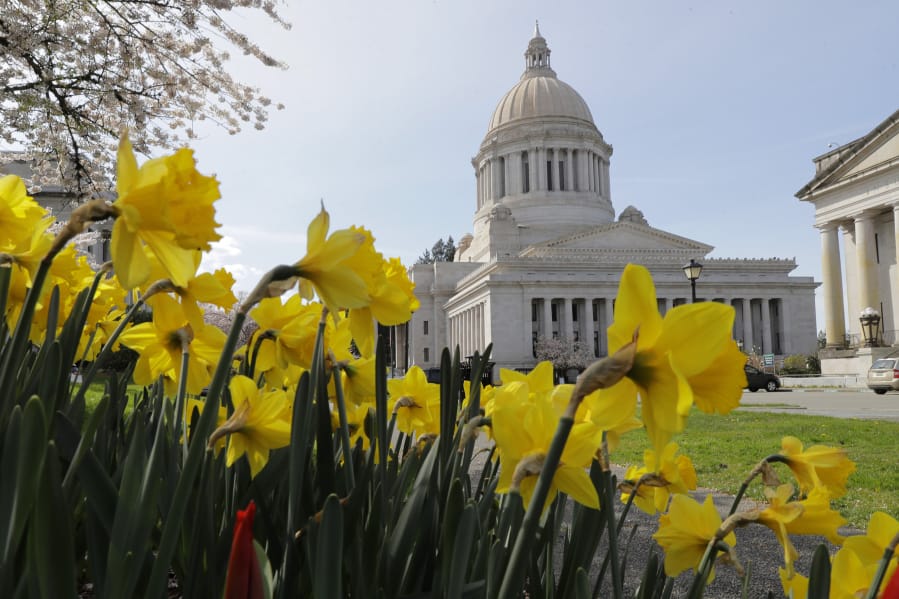 Daffodils bloom near the Legislative Building on April 6, 2020 at the Capitol in Olympia.