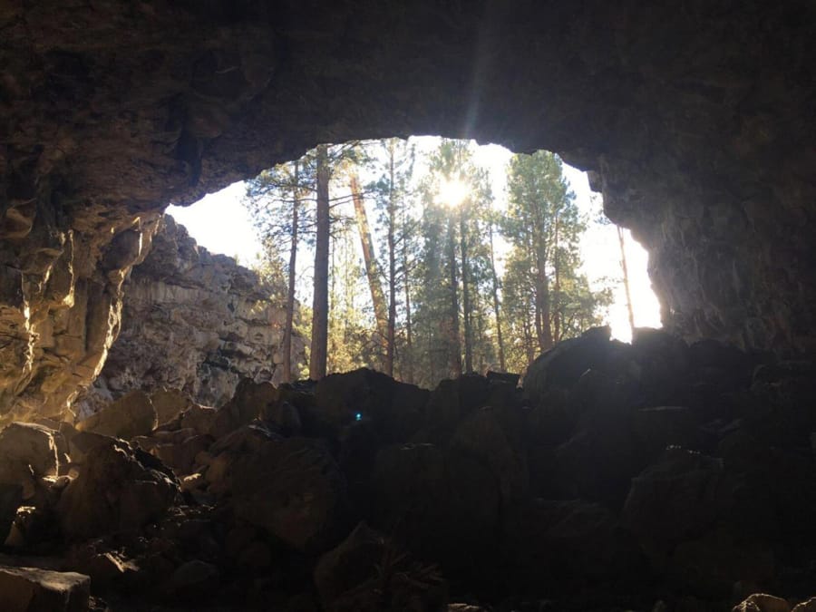 The view out of the mouth of Hidden Forest Cave shows the stand of ponderosa pines in the bottom of the collapsed lava tube.