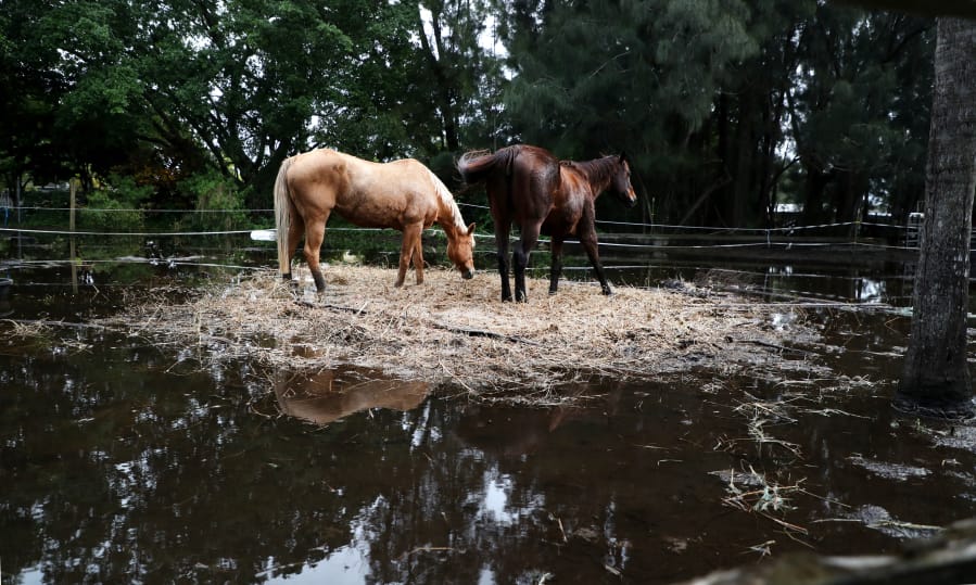 Two horses stand in the only dry spot at the Rancho Gonzalez stable in Davie. Horse barns in Davie and Southwest Ranches are under water days after Tropical Storm Eta flooded parts of South Florida.