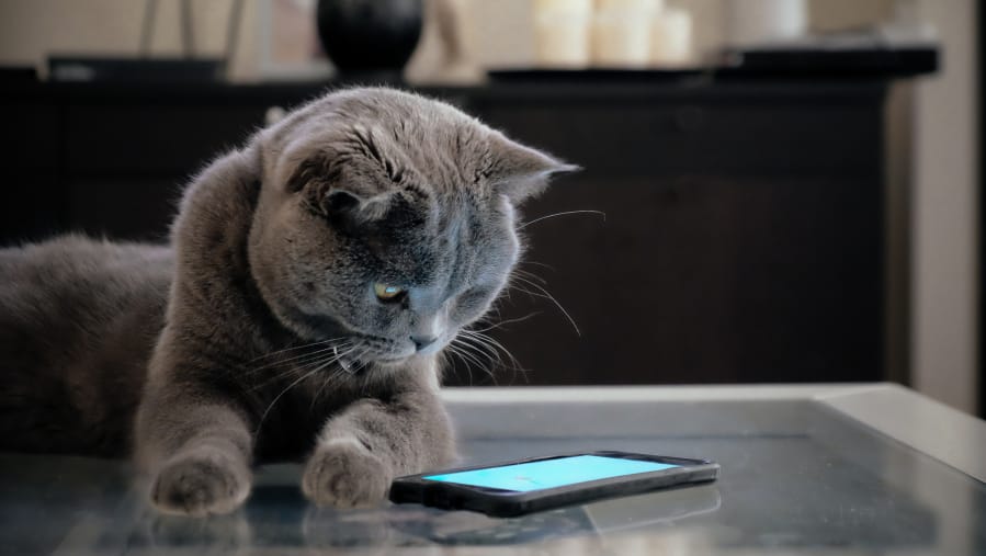The MeowTalk app was created by a Seattle company.