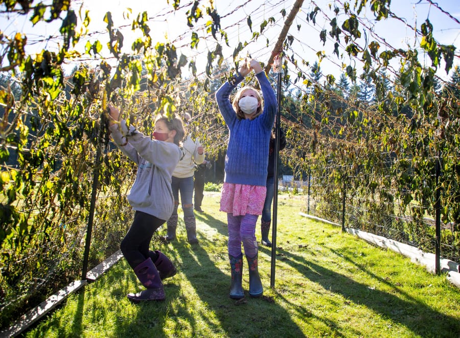 Fourth grader Dailee Franks, left, and sixth grader Annie Wheat, remove vines from the Fortex bean tunnel at the outdoor classroom at South Whidbey Elementary School on Nov. 2.