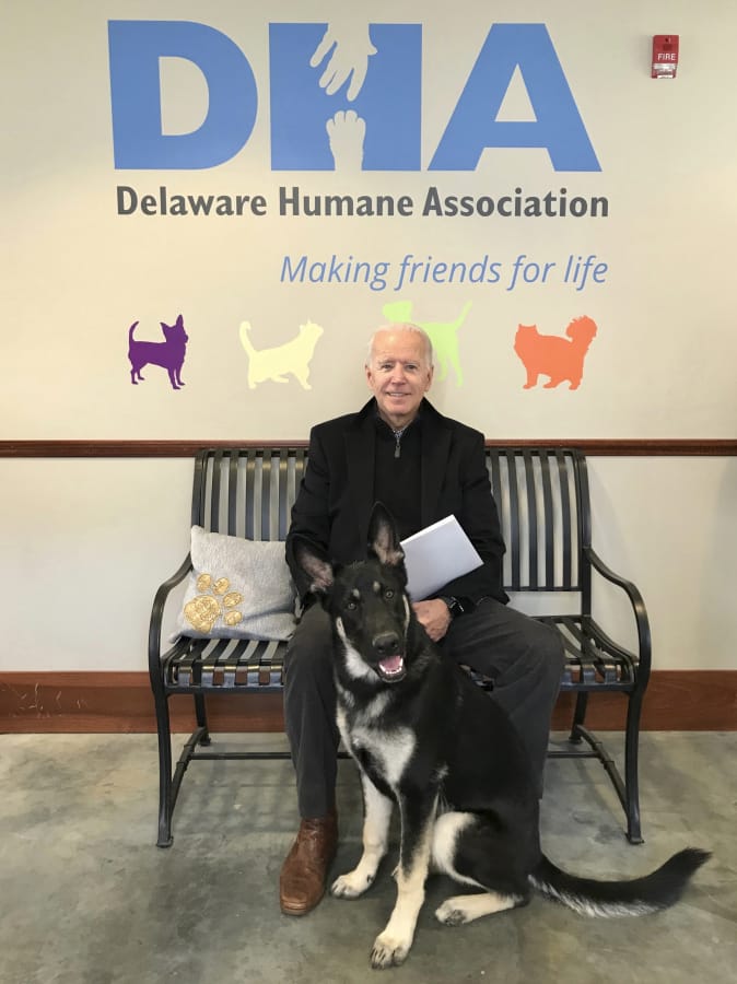 President-elect Joe Biden with his new dog Major on Nov. 17, 2018, at Delaware Humane Association in Wilmington, Del. The Bidens two dogs -- Major and Champ -- will join the prestigious list of White House pets.