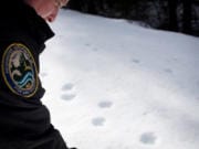 Ben Maletzke, the statewide wolf specialist for the Washington Department of Fish and Wildlife, examines wolf tracks on March 3 in the Wedge Pack&#039;s territory.