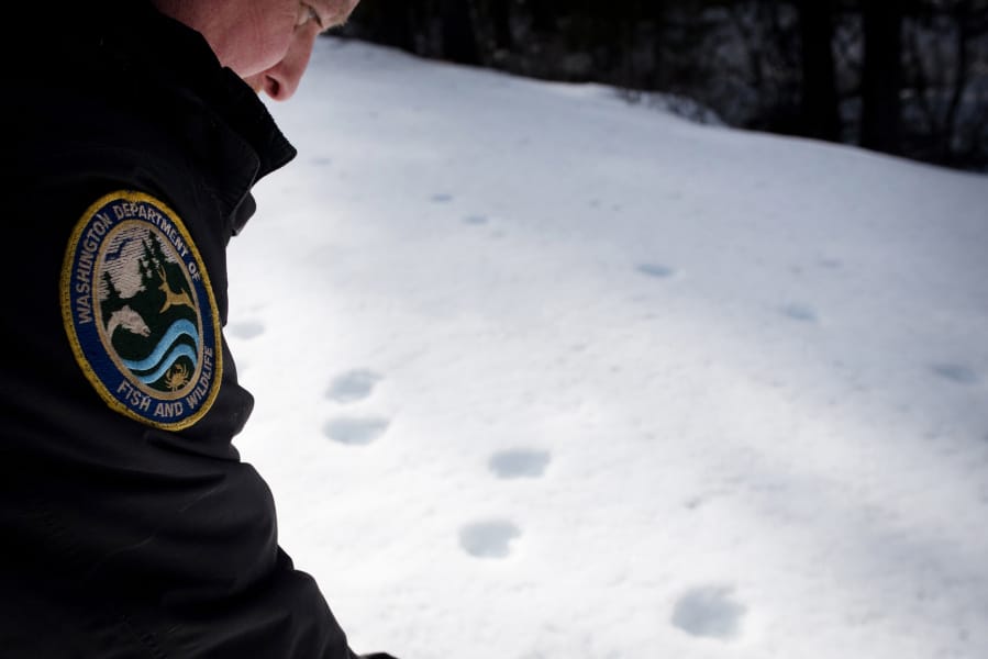 Ben Maletzke, the statewide wolf specialist for the Washington Department of Fish and Wildlife, examines wolf tracks on March 3 in the Wedge Pack&#039;s territory.