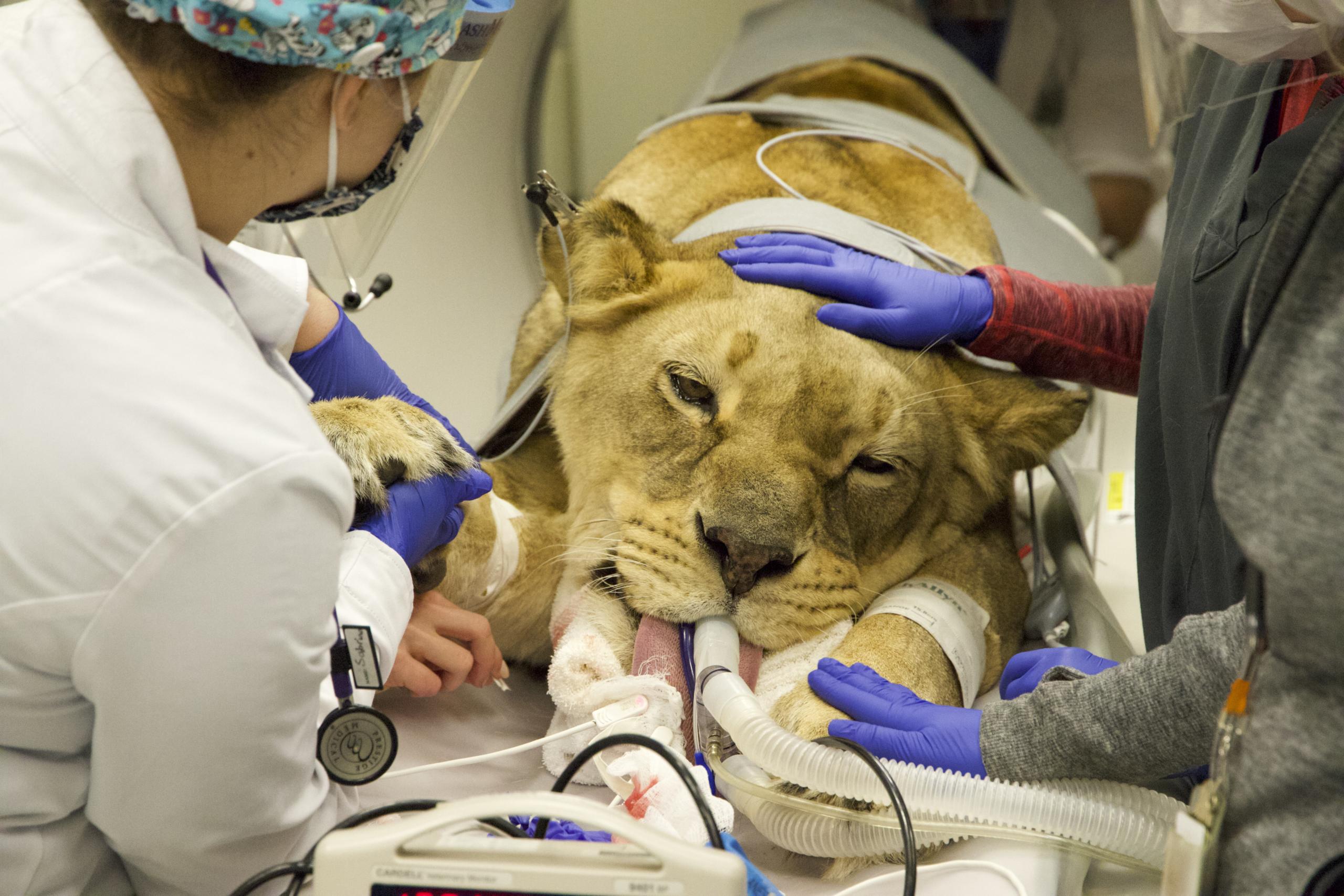 Chobe the lioness, who was rescued from “Tiger King” Joe Exotic’s Oklahoma facility in 2018 and now lives at the WildCat Ridge Sanctuary in Scotts Mills, was brought in for a CT scan at the Lois Bates Acheson Veterinary Teaching Hospital at Oregon State University.