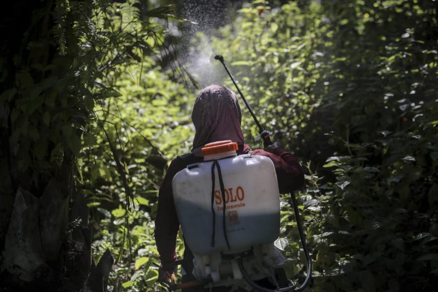 A female worker sprays herbicide in a palm oil plantation in Sumatra, Indonesia, on Saturday, Sept. 8, 2018. Many women are hired by subcontractors on a day-to-day basis without benefits, performing the same jobs for the same companies for years and even decades. They often work without pay to help their husbands meet otherwise impossible daily quotas.