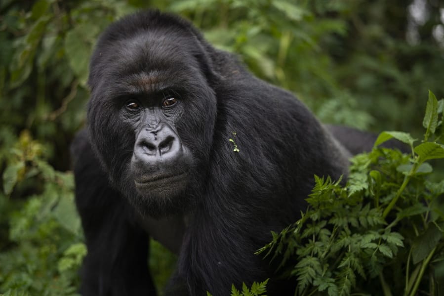 A silverback mountain gorilla named Segasira walks in the Volcanoes National Park in Rwanda. These large vegetarian apes are generally peaceful, but as the number of family groups in a region increases, so does the frequency of gorilla family feuds, according to a new study published in the journal Science Advances.