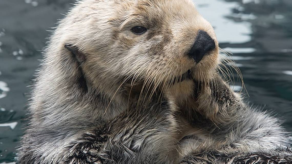 Seattle Aquarium’s oldest sea otter, Lootas, dies at 23 - The Columbian