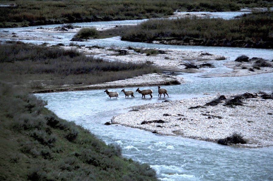 In this photo provided by the Wyoming Migration Initiative, migratory elk cross Granite Creek in the Bridger-Teton National Forest, Wyoming, on May 19, 2018. Big-game animals have traveled the same routes across Western landscapes for millennia but scientists only recently have discovered precisely where they go in pursuit of the best places to spend summer or wait out winter. Now the U.S. Geological Survey has published a collection of migration maps based on the latest research using GPS tracking and statistical analysis techniques.