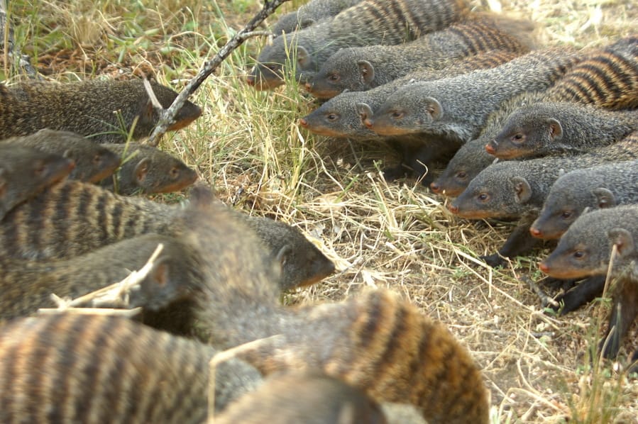 Banded mongooses form battle lines in Queen Elizabeth National Park, Uganda. When families of banded mongooses prepare to fight, they form battle lines. Each clan of about 20 animals stands nose to nose, their ears flattened back, as they stare down the enemy. A scrubby savannah separates them, until the first animals run forward.