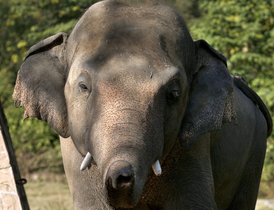 An elephant named &quot;Kaavan,&quot; who waiting to be transported to a sanctuary in Cambodia, walks at the Maragzar Zoo in Islamabad, Pakistan, Friday, Nov. 27, 2020. Iconic singer and actress Cher was set to visit Pakistan on Friday to celebrate the departure of Kaavan, dubbed the &quot;world&#039;s loneliest elephant,&quot; who will soon leave a Pakistani zoo for better conditions after years of lobbying by animal rights groups and activists.
