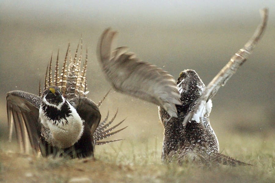 FILE - In this May 9, 2008, file photo, male sage grouses fight for the attention of females southwest of Rawlins, Wyo. The Trump administration announced plans that ease protections for sage grouse in the West, prompting an outcry by critics who say the move paves the way for widespread mining and drilling and ignores a federal court ruling. U.S. officials plan to publish the plans Friday, Nov. 20, 2020, in the Federal Register as part of a process that could allow the plans to take effect shortly before Trump leaves office.