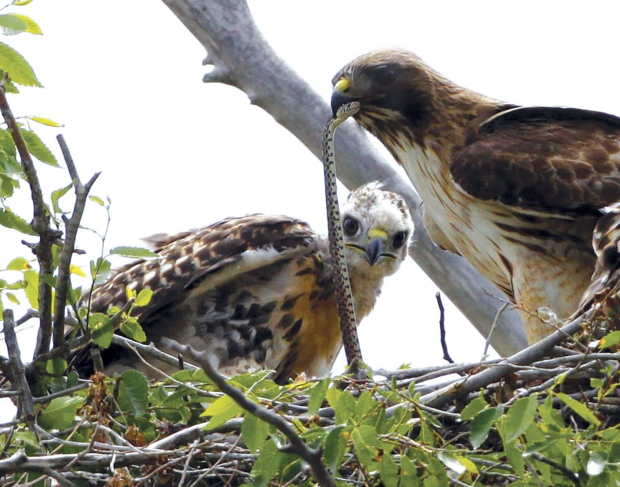 FILE - This June 5, 2009, file photo shows a Redtail hawk feeding a snake to one of her young ones nested at the Rocky Mountain Wildlife Refuge in Commerce City, Colo. The Trump administration moved forward Friday, Nov. 27, 2020, on gutting a longstanding federal protection for the nation&#039;s birds, over objections from former federal officials and many scientists that billions more birds will likely perish as a result.