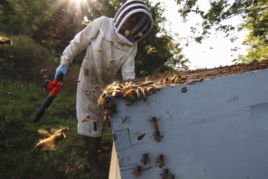 Beekeeper James Cook works on hives near Iola, Wis., on Wednesday, Sept. 23, 2020. Cook and his wife, Samantha Jones, have worked with honey bees for several years but started their own business this year -- and proceeded with plans even after the coronavirus pandemic hit.