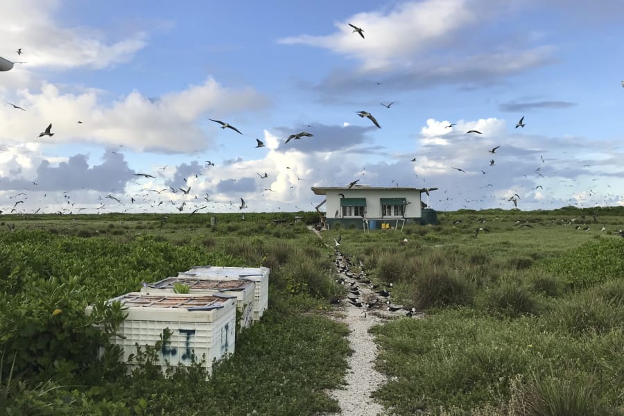 In this June 23, 2020, photo provided by Charlie Thomas, seabirds fly over a field camp on Kure Atoll in the Northwestern Hawaiian Islands. Cut off from the rest of the planet since February, four environmental field workers are back, re-emerging into a society changed by the coronavirus outbreak.