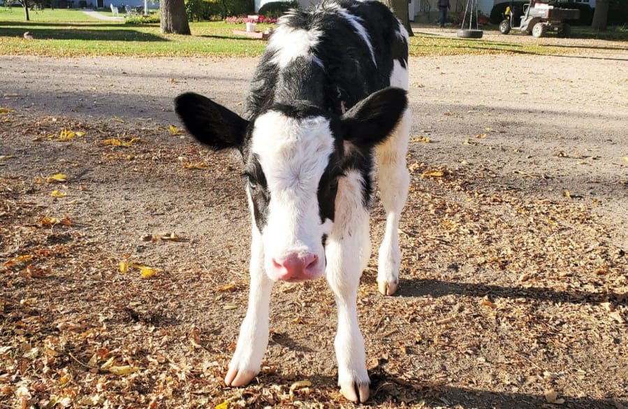 WASHOUGAL: First-grade students at Gause Elementary School &quot;adopted&quot; a Holstein calf named Pearl.