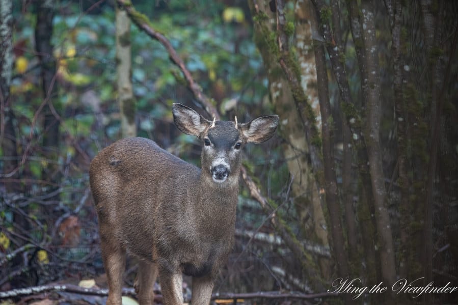 Ming Parng, who lives near the Salmon Creek Trail, enjoys watching and photographing the deer that traipse through his backyard. He leaves them be, which is exactly what wildlife biologists say is best to do.