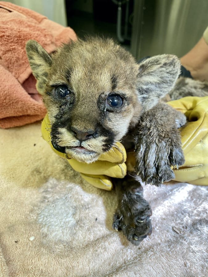 After 47 days healing at the Oakland Zoo, Capt. Cal, a cougar cub, will move to the Columbus Zoo and Aquarium in Ohio, officials said.