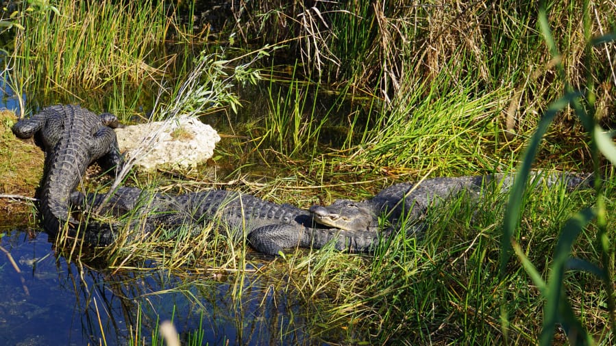 Alligators relax in the Anhinga Trail in Everglades National Park in Homestead, Fla., on Jan. 16, 2019.