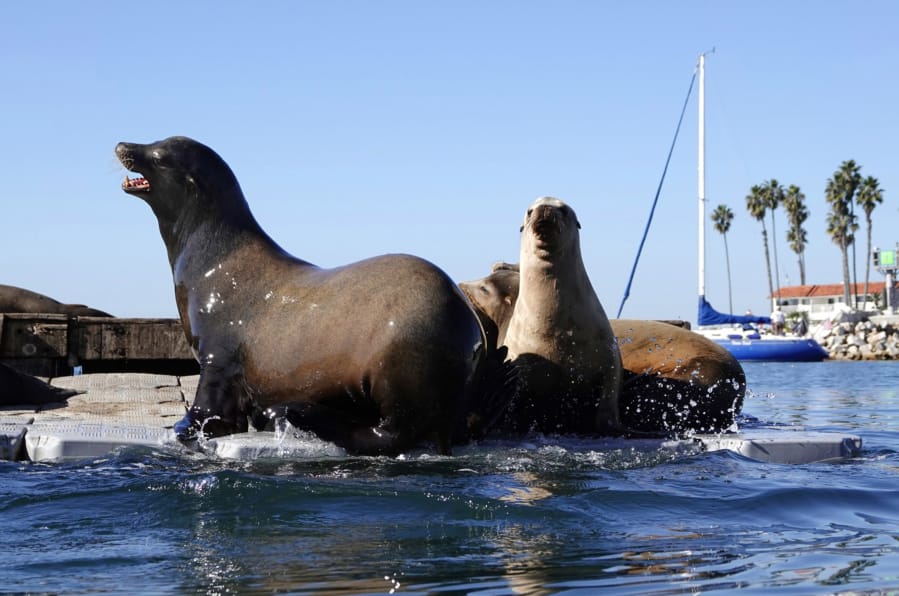 Sea lions sit on a dock in Oceanside harbor in Oceanside, Calif., on Dec. 1. (K.C.