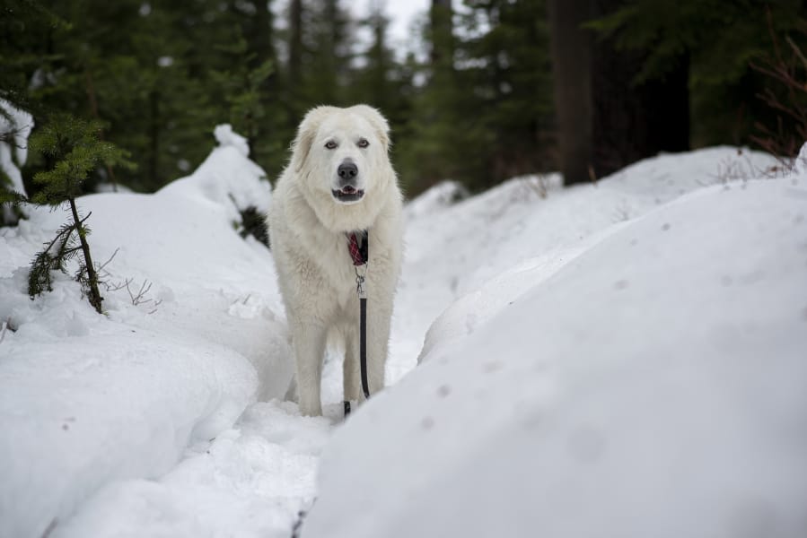 Bella the Maremma sheepdog started her winter hiking season on Kit Carson trail at Mt. Spokane State Park.