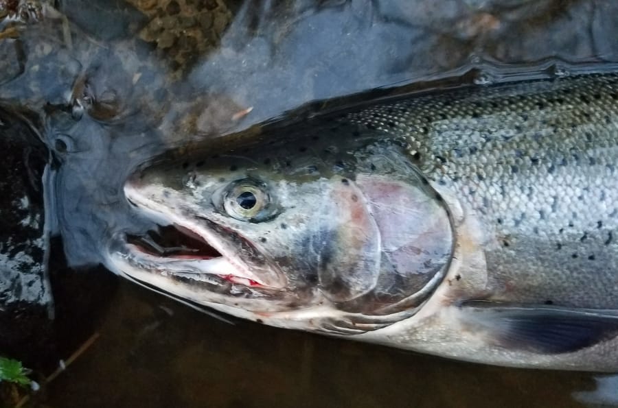 Local anglers are gearing up for winter steelhead right now, and hoping for better returns than then the last few years. Indicators are mixed this year, but there are signs that salmon and steelhead runs are doing better overall.