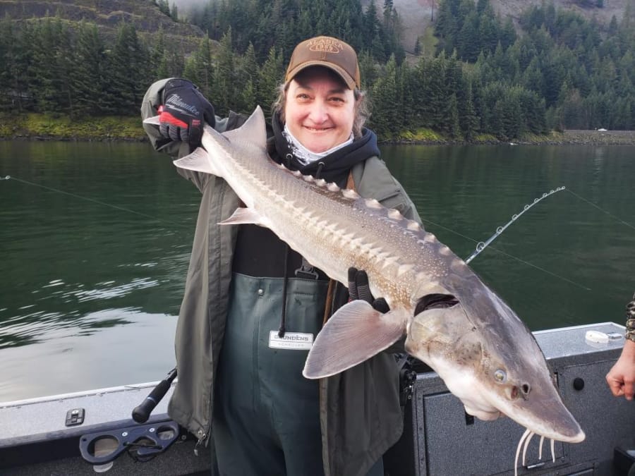 Sturgeon retention seasons in the reservoir pools above Bonneville Dam open Friday, and will stay open until the quotas are met. Populations above the dam have not been as negatively affected by sea lion predation as the stocks in the lower Columbia River.