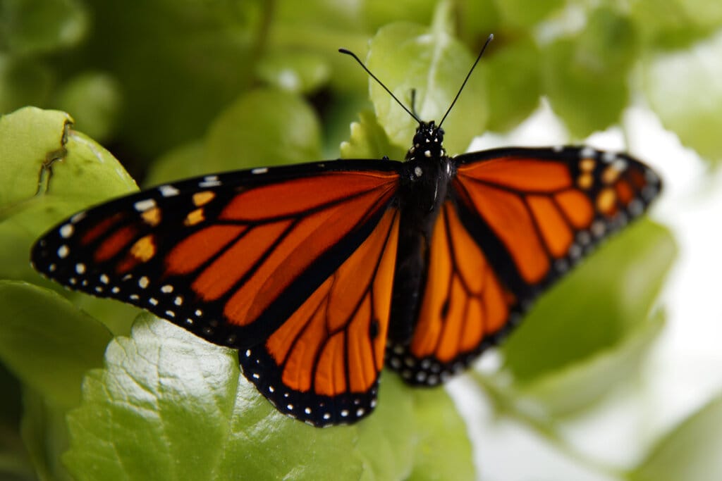 FILE - In this June 2, 2019, file photo, a fresh monarch butterfly rests on a Swedish Ivy plant soon after emerging in Washington. Trump administration officials are expected to say this week whether the monarch butterfly, a colorful and familiar backyard visitor now caught in a global extinction crisis, should receive federal designation as a threatened species.