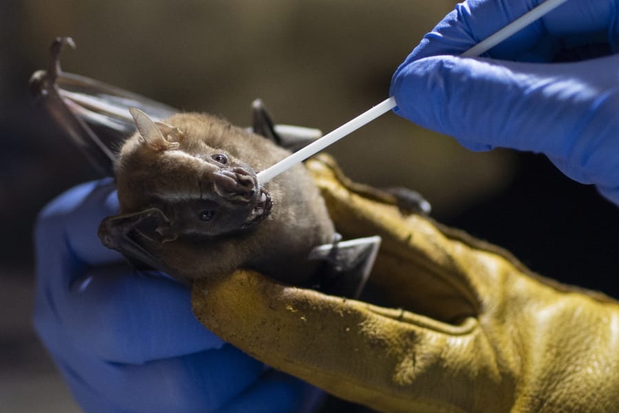 A researcher for Brazil&#039;s state-run Fiocruz Institute takes an oral swab sample from a bat captured in the Atlantic Forest, at Pedra Branca state park, near Rio de Janeiro, Tuesday, Nov. 17, 2020. Teams of researchers around the globe are racing to study the places and species from which the next pandemic may emerge. It&#039;s no coincidence that many scientists are focusing attention on the world&#039;s only flying mammals -- bats.