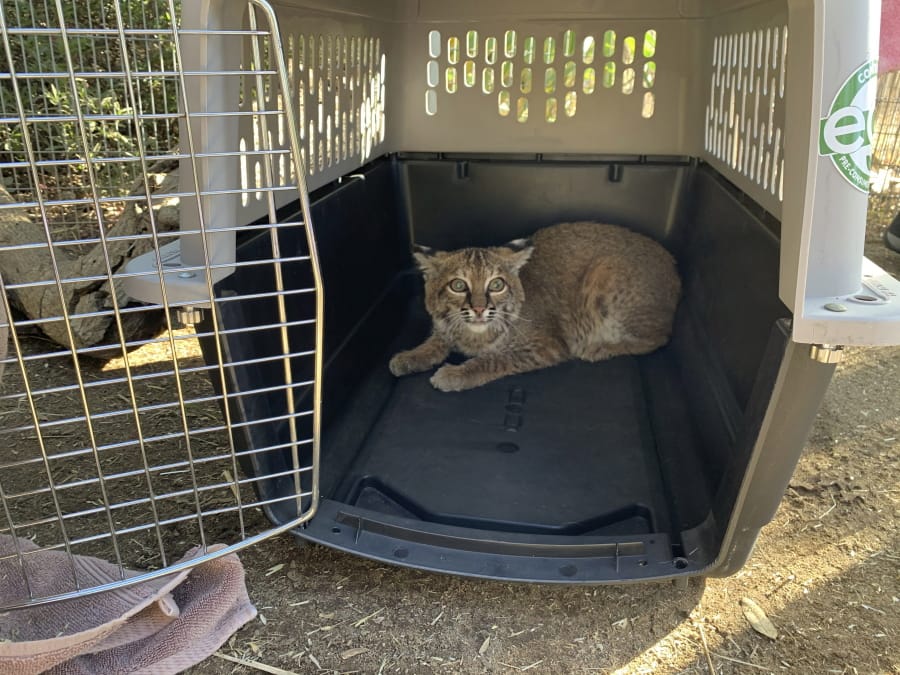 This Nov. 13, 2020 photo provided by the San Diego Humane Society shows a young bobcat at the San Diego Humane Society&#039;s Ramona Wildlife Center in Ramona, Calif. The young bobcat that was badly burned in a Southern California wildfire has been returned to its native habitat and will be released back into the wild. The San Diego Humane Society says the 7- to 9-month-old female was picked up on Tuesday, Dec.