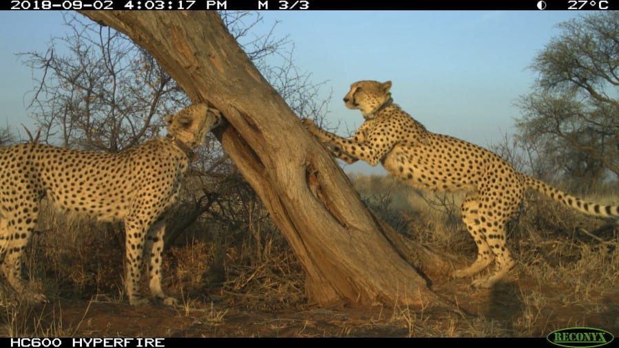 This 2018 photo provided by the Leibniz-IZW Cheetah Research Project shows cheetahs gathering at a tree in central Namibia. New research published on Monday, Dec. 7, 2020, on how cheetahs use the landscape has allowed some ranchers to reduce the number of calves killed annually by 86%, largely by avoiding popular cheetah hangouts.