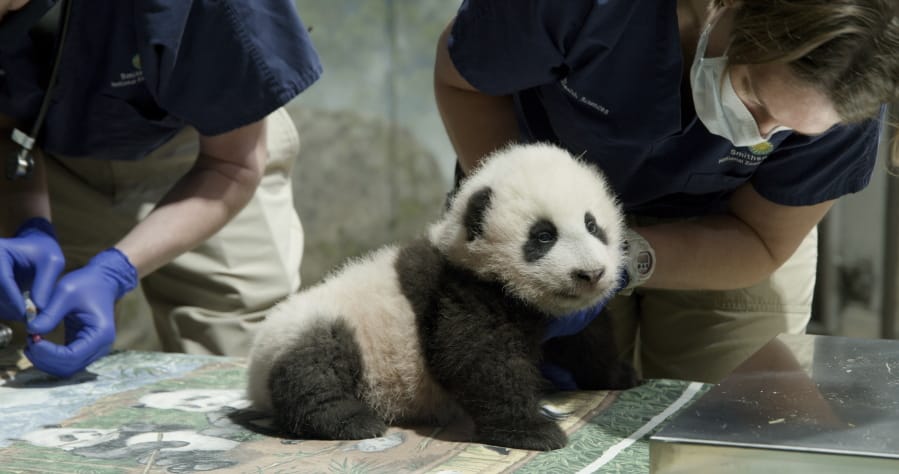 This handout photo released by the Smithsonian&#039;s National Zoo shows a panda cub named Xiao Qi Ji in Washington. The National Zoo has struck a new extension of its longstanding agreement with the Chinese government that will keep the zoo&#039;s iconic giant pandas in Washington for another three years.