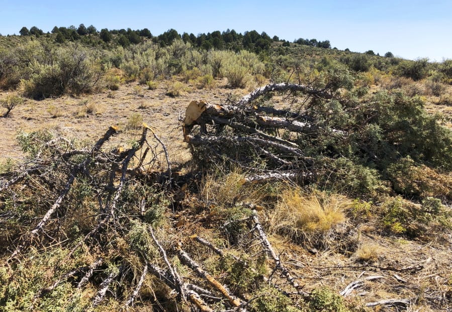 FILE - In this Aug. 15, 2019, file photo, is a juniper tree cut down as part of a giant project to remove junipers encroaching on sagebrush habitat needed by imperiled sage grouse in southwestern Idaho. Conservation groups are blasting a Trump administration decision streamlining environmental reviews of timber salvage projects and cutting down pinyon-juniper woodlands on millions of acres in the U.S. West. WildEarth Guardians, Western Watersheds Project and seven other groups say the rules approved Thursday, Dec. 10, 2020, fast-track projects to benefit logging, grazing and mining while eliminating public comments.