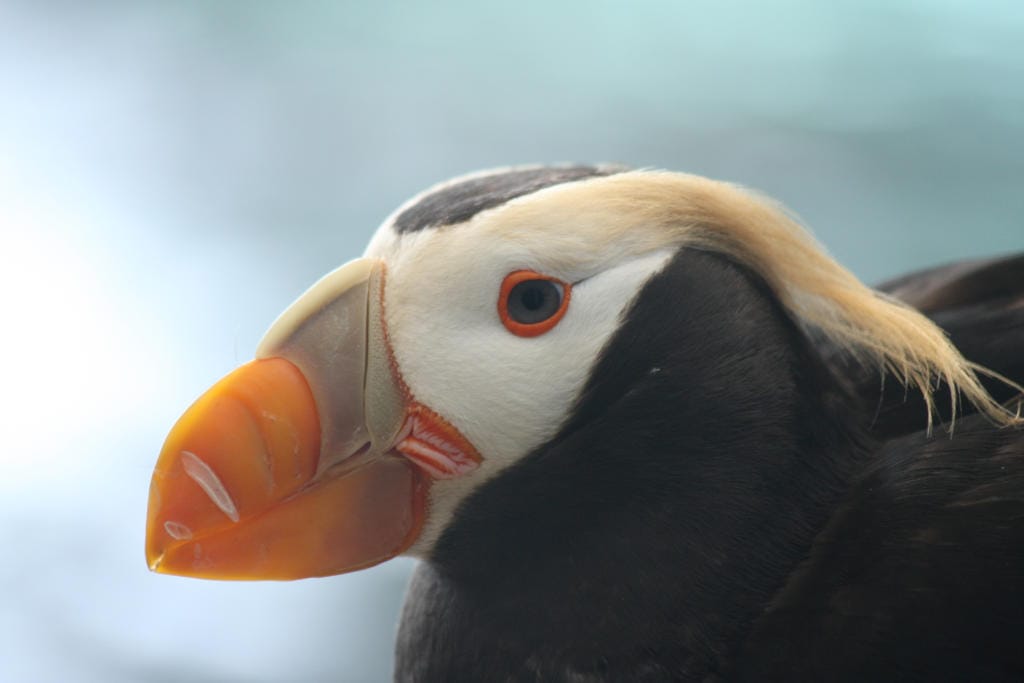A tufted puffin in breeding plumage.