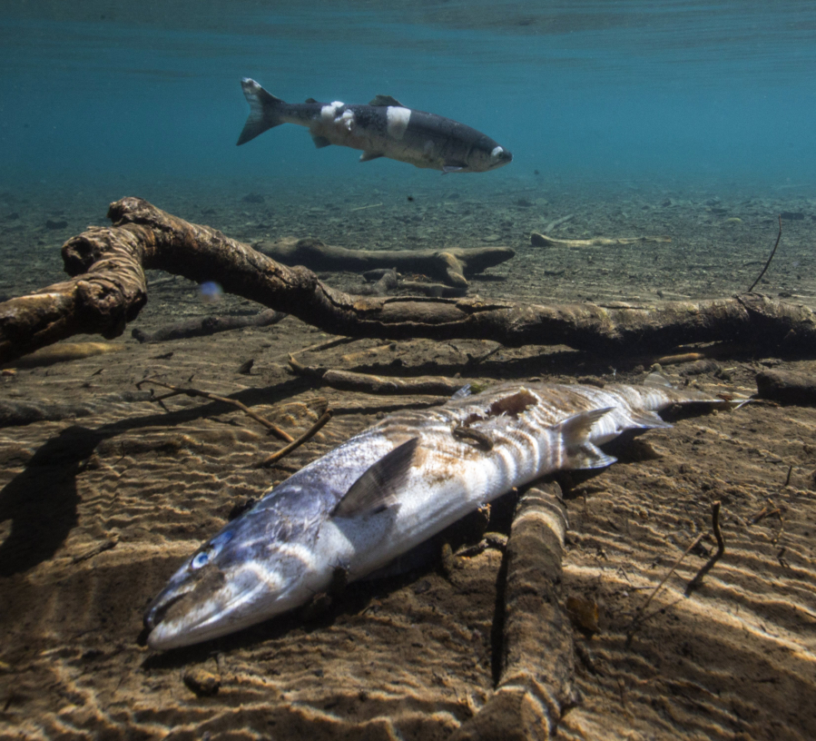 Hot water brought on by climate change kills salmon, such as this sockeye that succumbed to warm water and disease in the Lower Columbia in 2015.