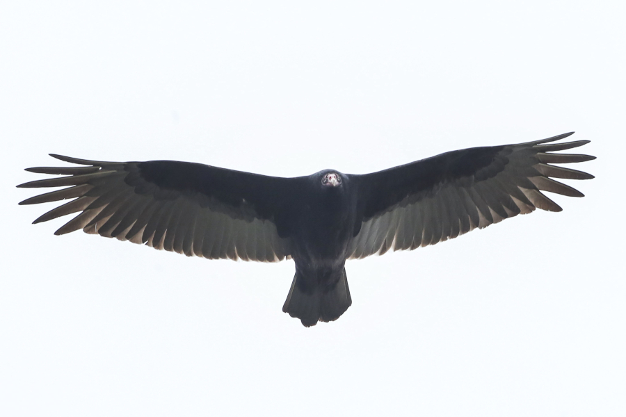 Hundreds of black vultures, with wingspans up to five feet, are congregating in the small Lancaster County, Pa., town of Marietta, destroying roofs, toppling garbage cans, and scaring residents. This bird was photographed Dec. 9.