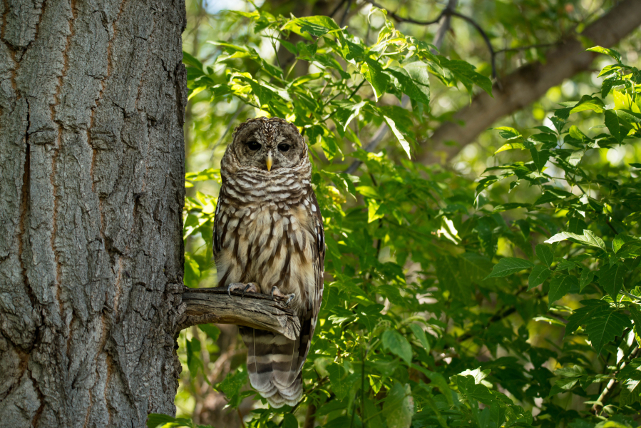 The Interior Department will eliminate nearly 3.5 million acres of Cfucritical habitatCfu established for the owls from federal protection.