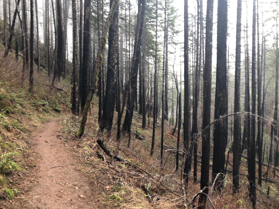 Charred trees surround the Eagle Creek Trail, remnants of a 2017 wildfire that devastated the Columbia River Gorge.