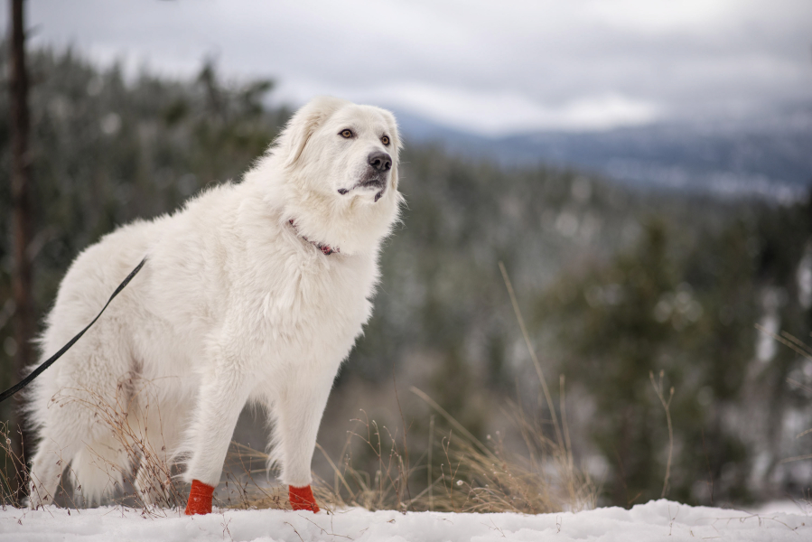 Bella enjoys the snowy terrain at the new Hauser Conservation Area on her final hike of 2020.
