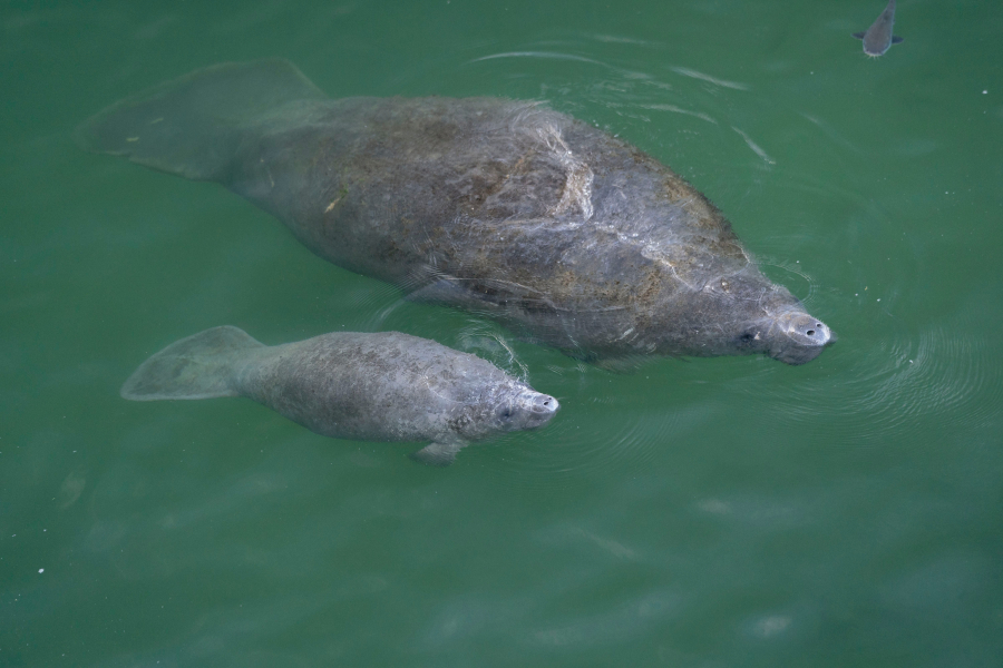 A manatee mom and calf seen Thursday gathering at their favorite cold-weather spot: the warm-water outflows from Florida Power &amp; Light&#039;s plant in Riviera Beach, Fla.