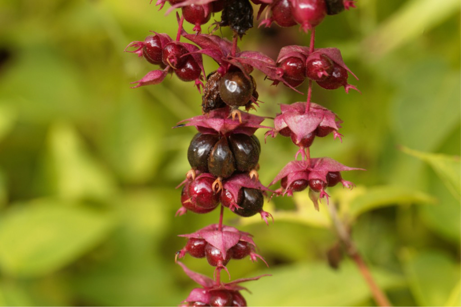 Oregon Grape plant with berries - Mahonia aquifolium (iStock.com)