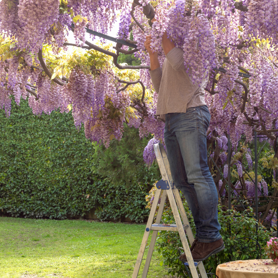 Proper pruning and support are critical to keeping wisteria under control.