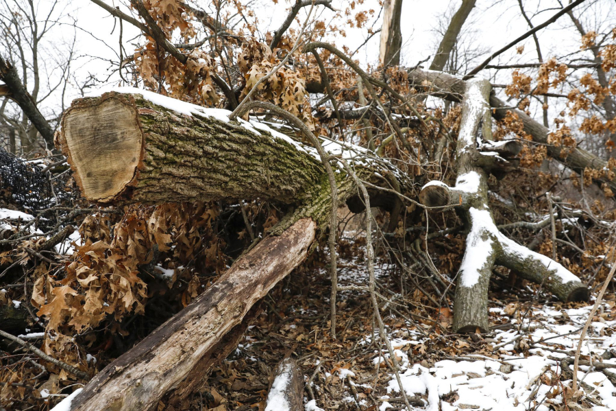 Damaged by last year&#039;s derecho storm, fallen trees are seen piled up at the Bill Jarvis Migratory Bird Sanctuary in Chicago near Belmont Harbor on Friday, Jan. 19, 2021. (Jose M.