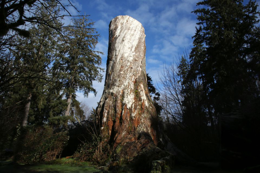 Klootchy Creek County Park, found between Seaside and Cannon Beach on the north Oregon coast, is home to a dead Sitka spruce that was once the largest tree in Oregon.