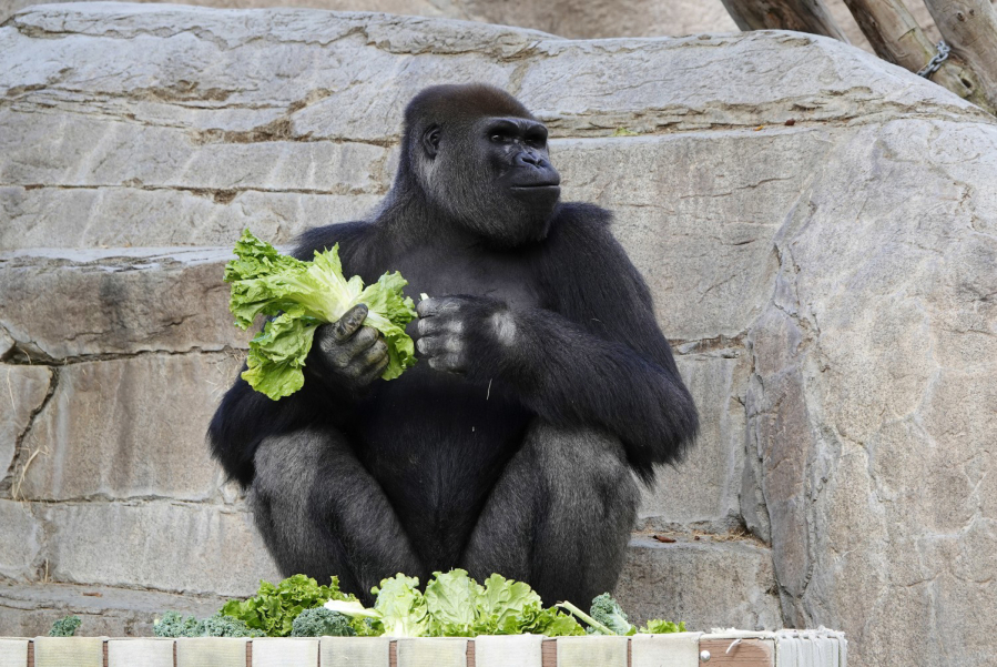 Frank, a gorilla, eats lettuce at the San Diego Zoo Safari Park on May 19. (K.C.